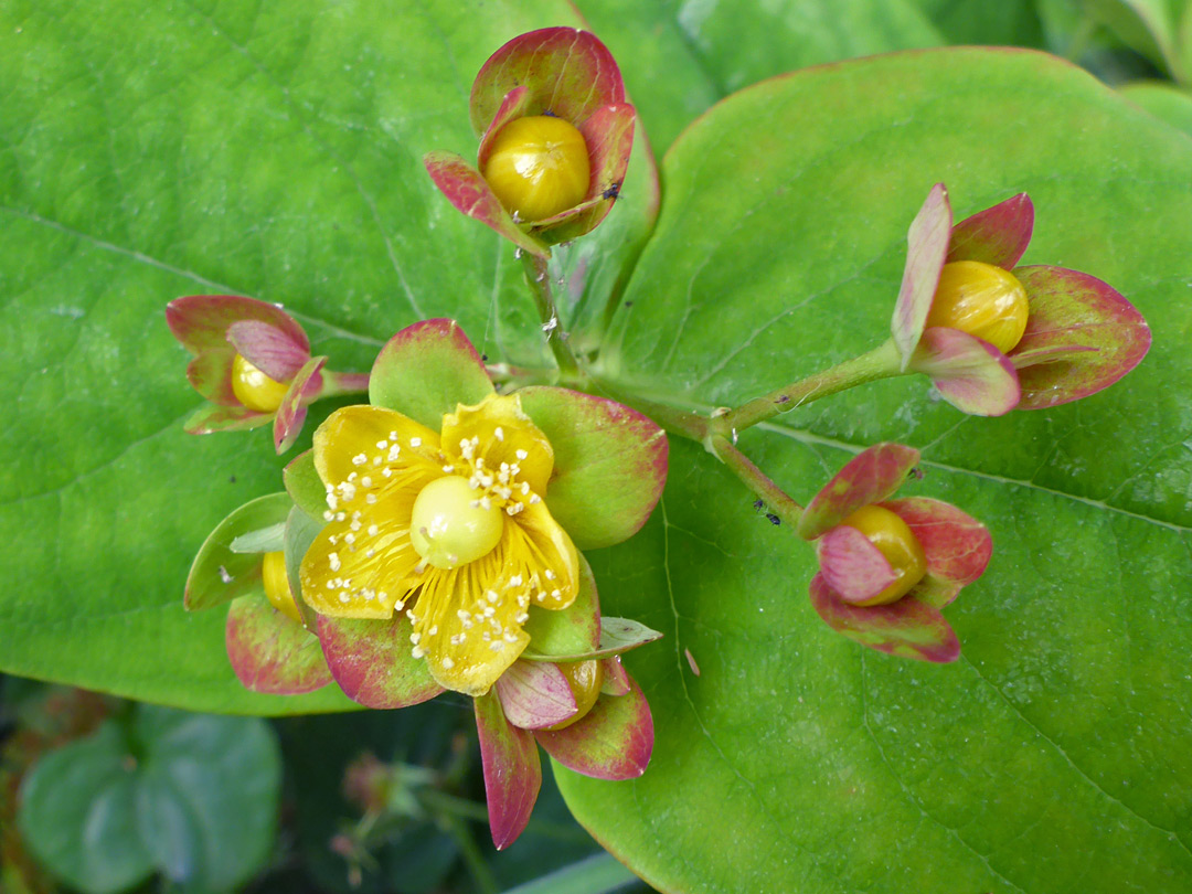 Flower and fruit