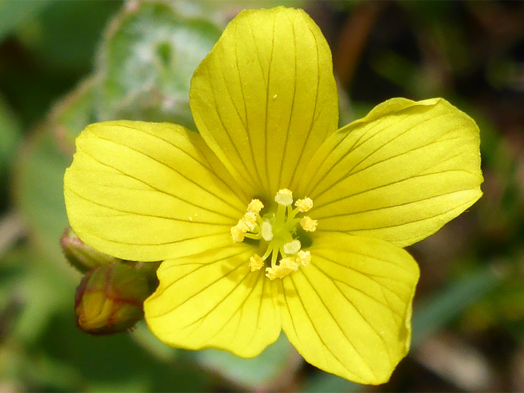 Veined yellow petals