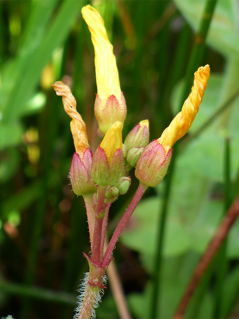 Withered flowers