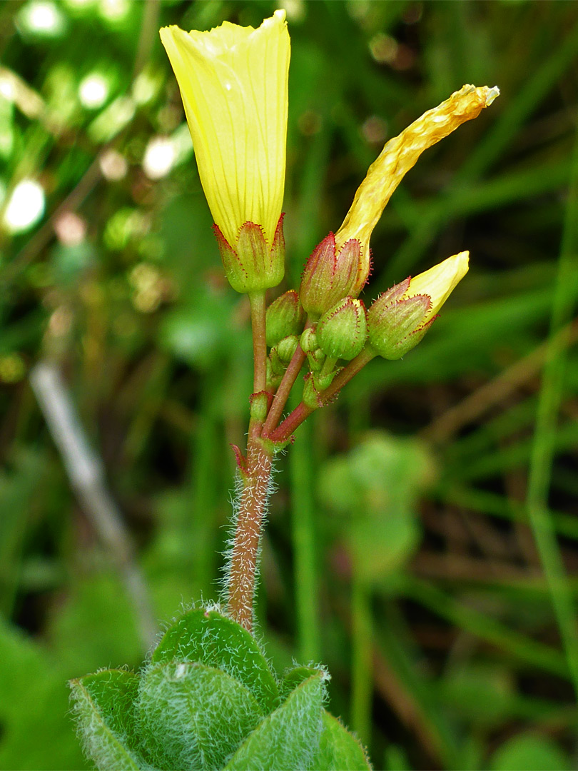 Marsh St John's-wort - cluster