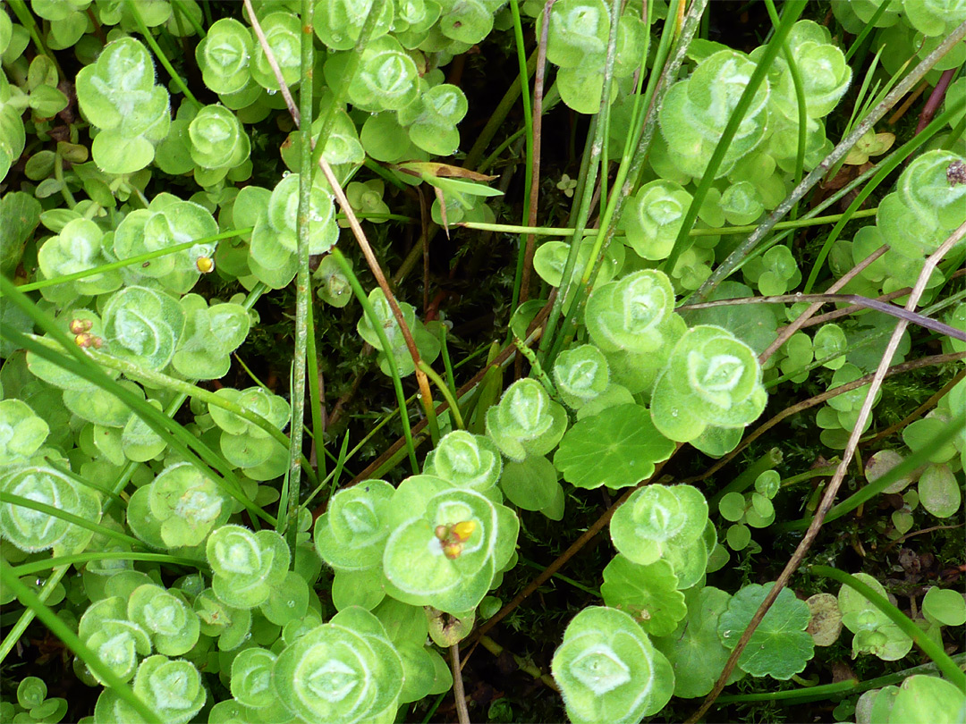 Leafy stems