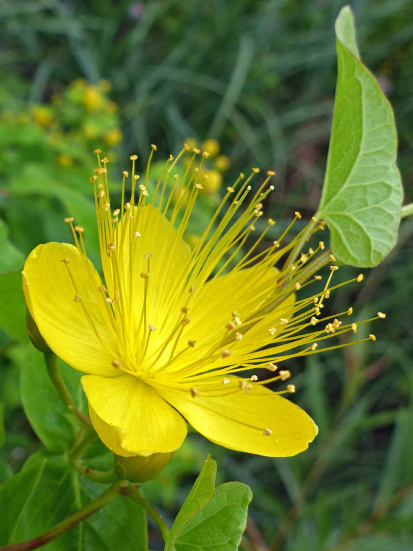 Many stamens