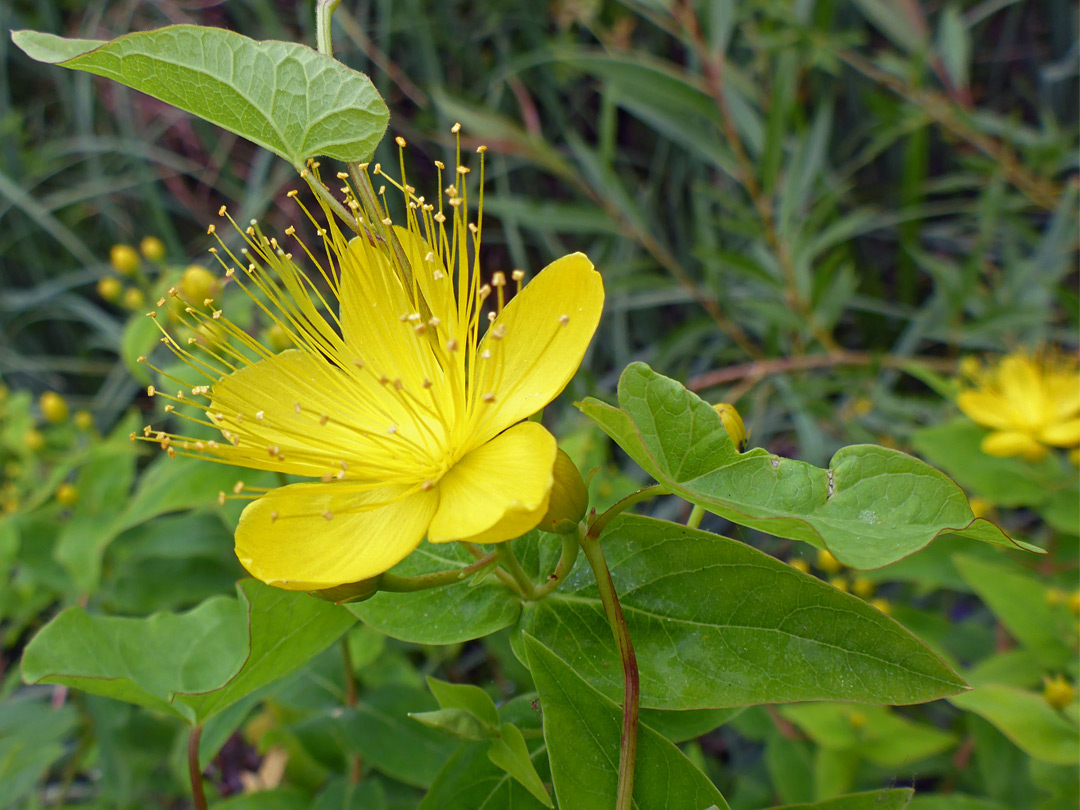 Yellow flower