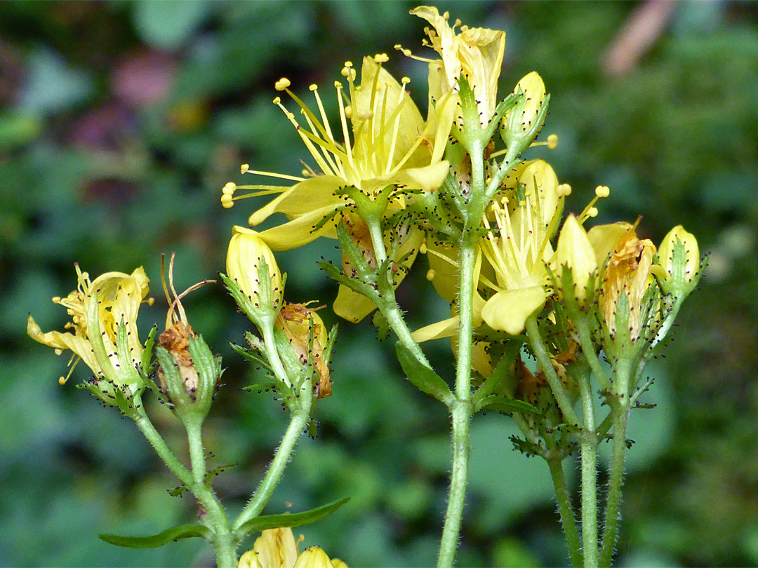 Pale yellow flowers