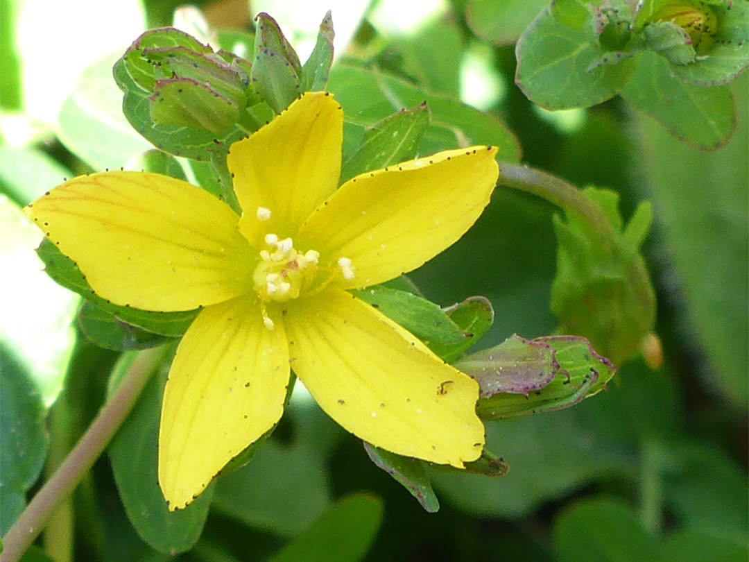 Petals and sepals