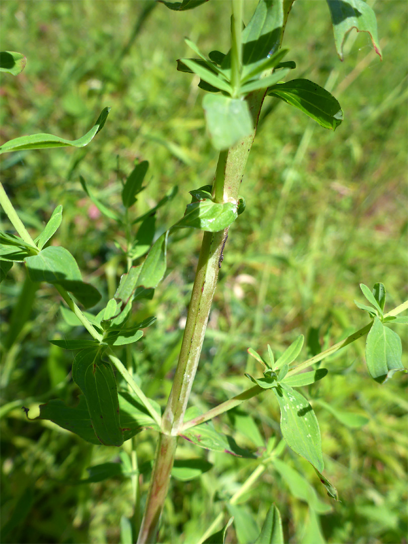 Four-angled stem