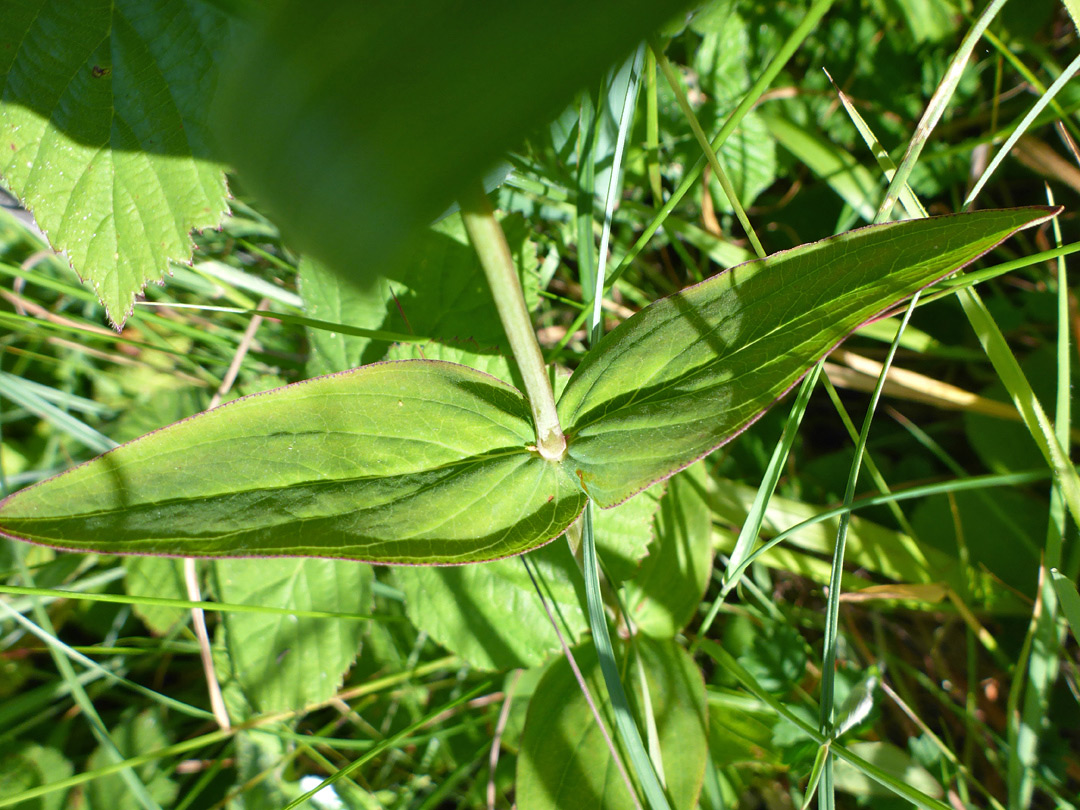 Opposite leaves