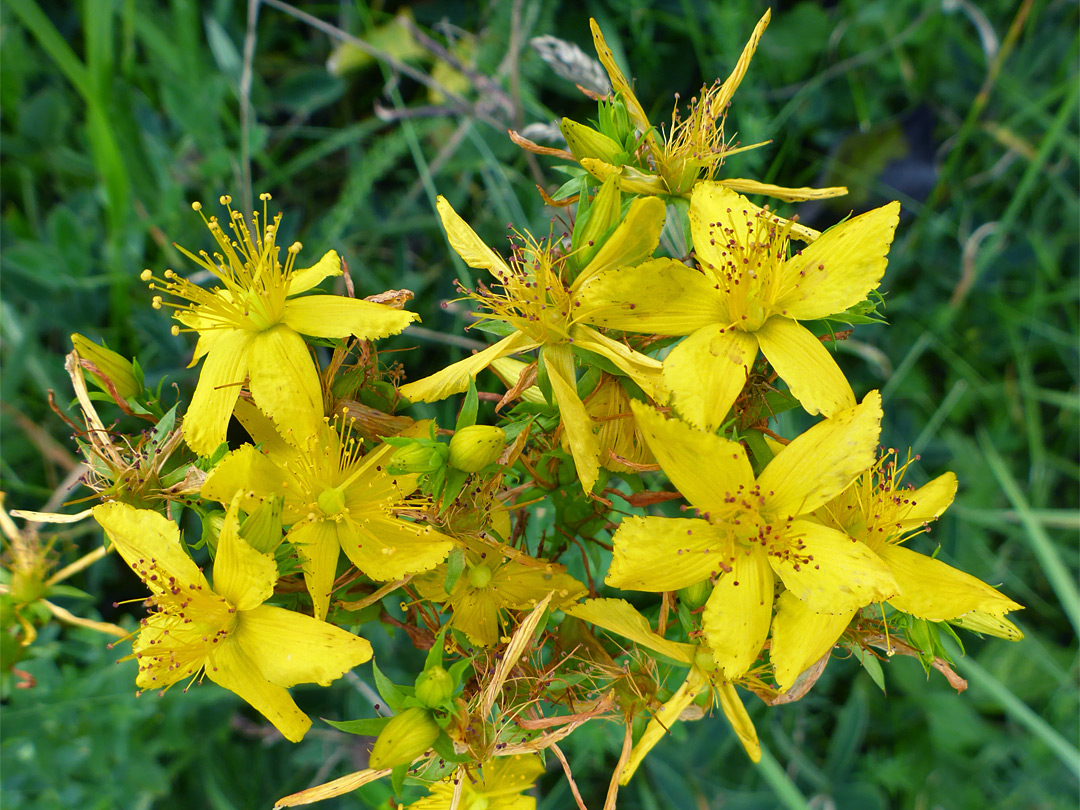 Perforate St John's-wort