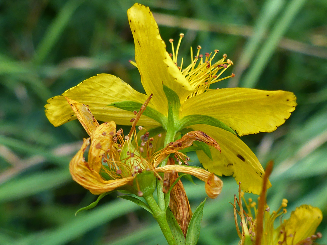 Sepals and petals