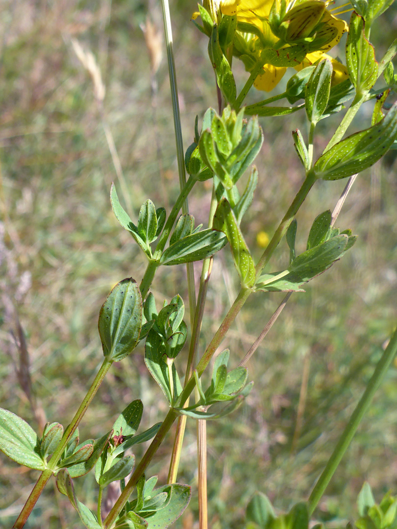 Slender stems