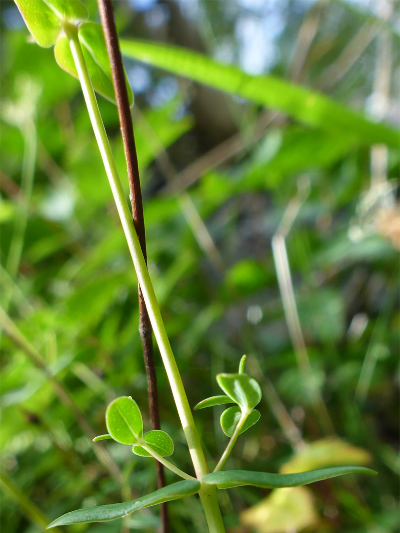 Alternate leaves