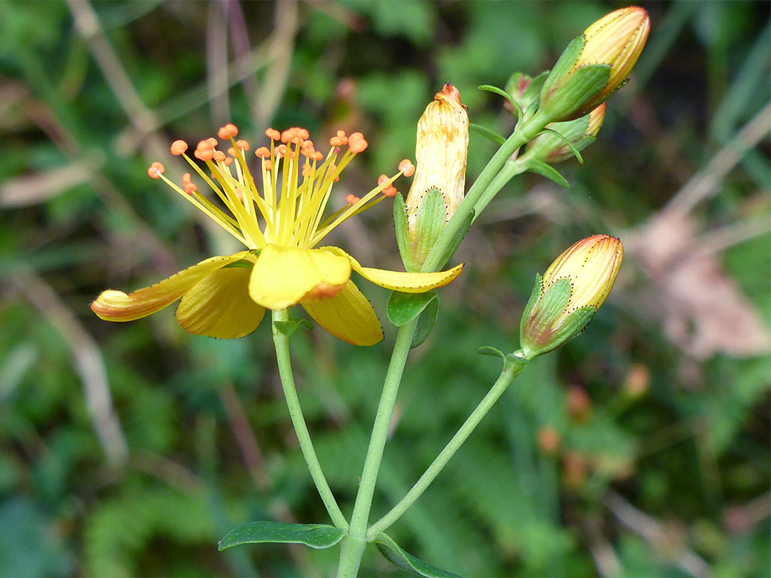 Slender St John's-wort