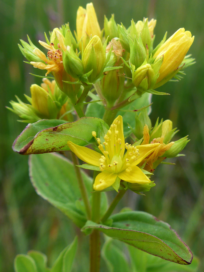 Leaves and flowers