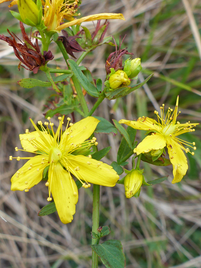 Flowers, some withered