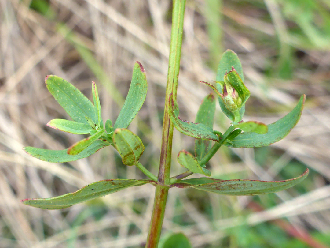 Square stem