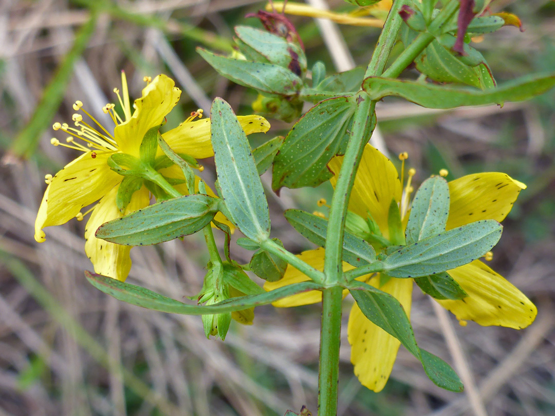 Flowers and leaves