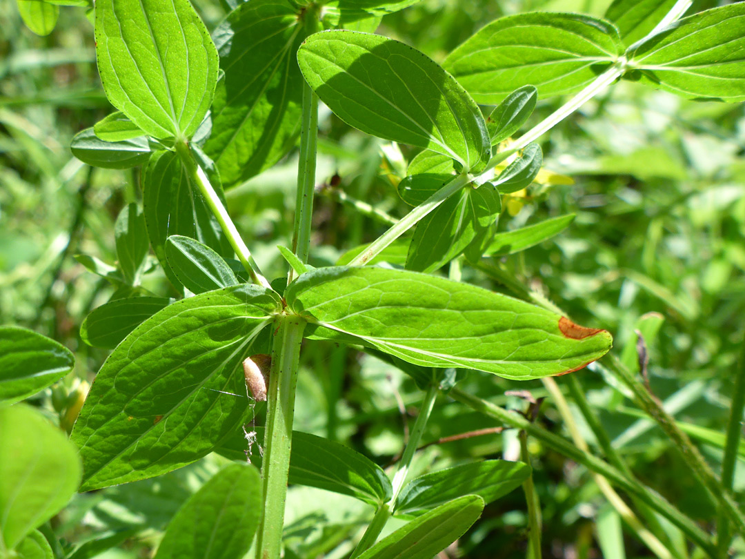 Stem and leaves