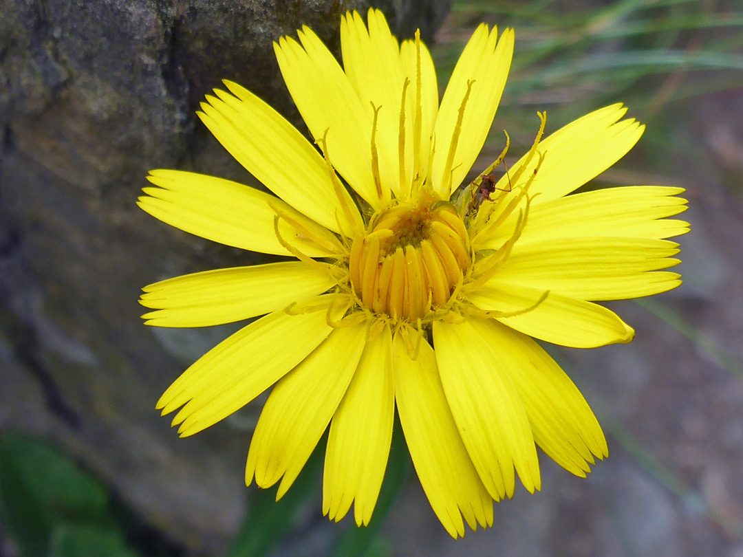 Radial flowerhead