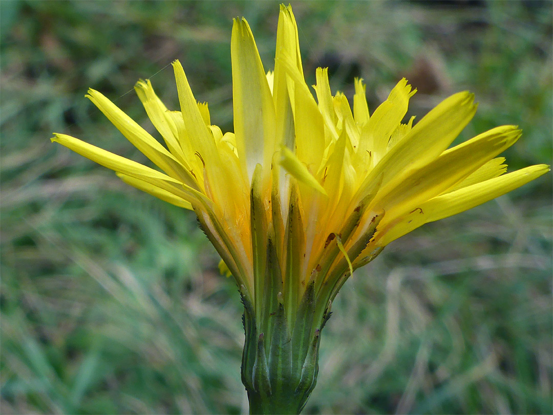 Ascending florets