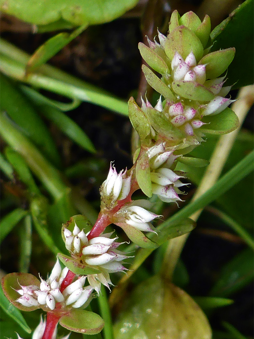 Leaves and flowers