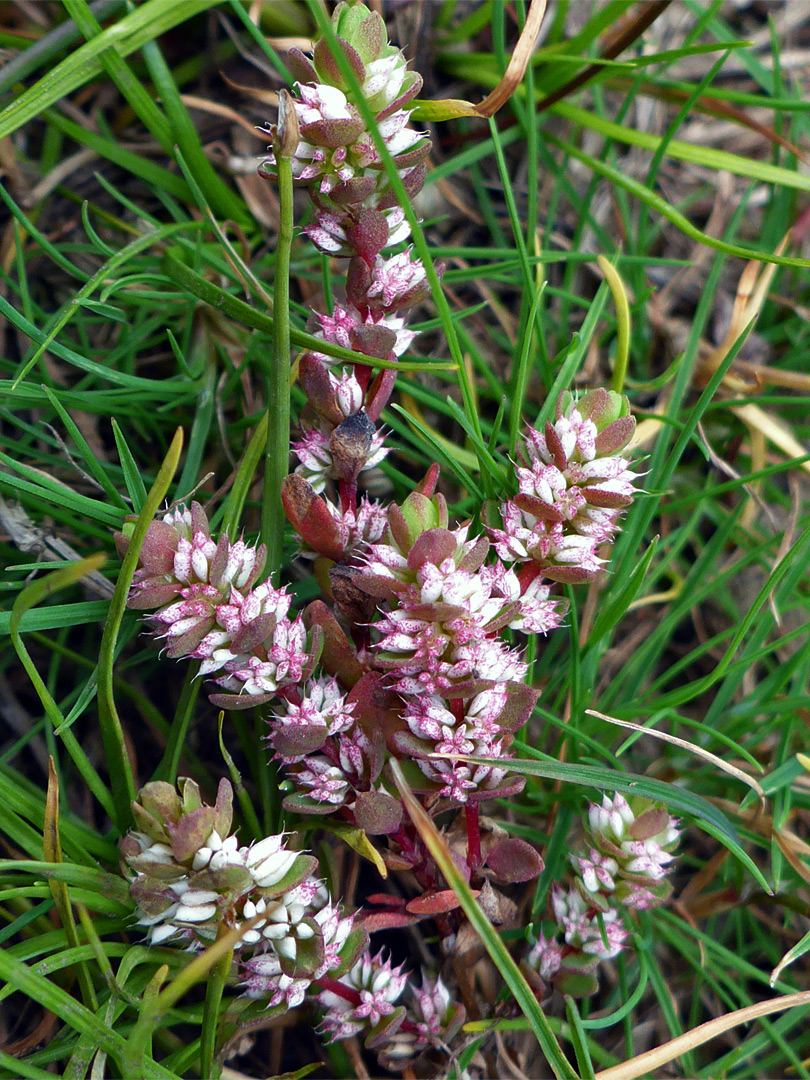 Group of stems