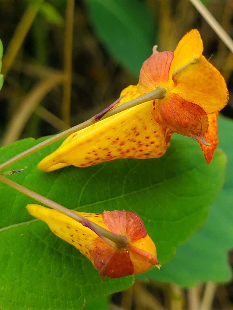 Two orange flowers