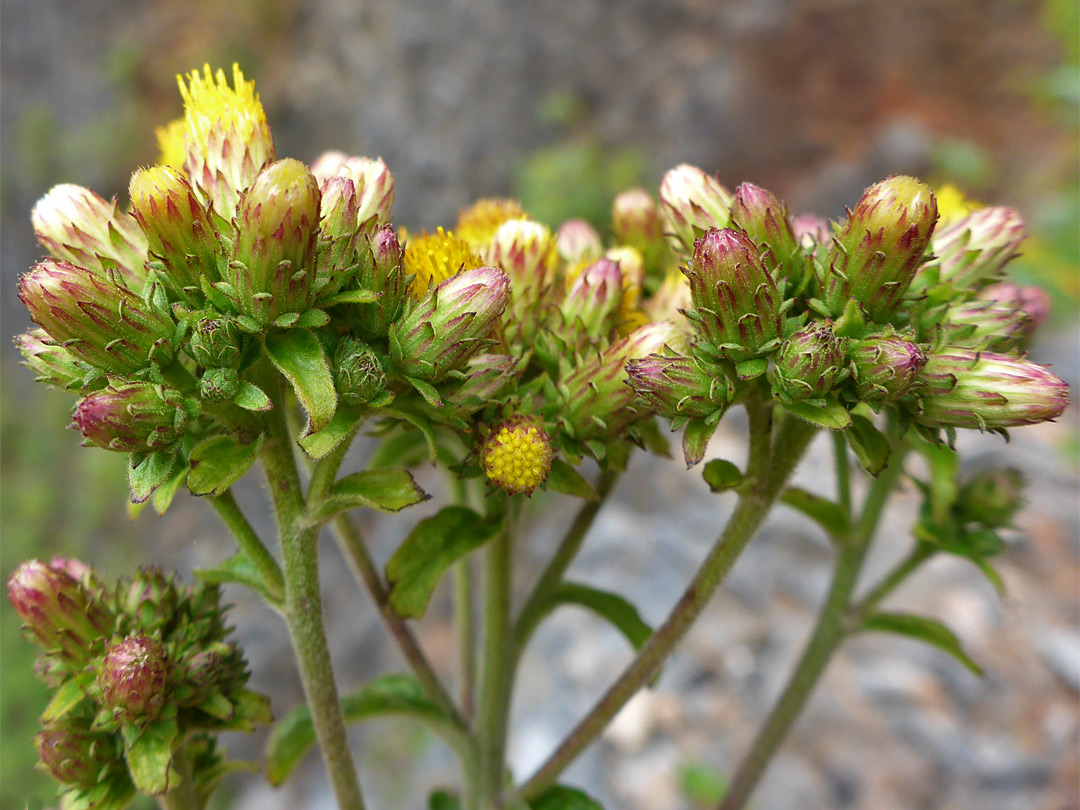 Curling phyllaries