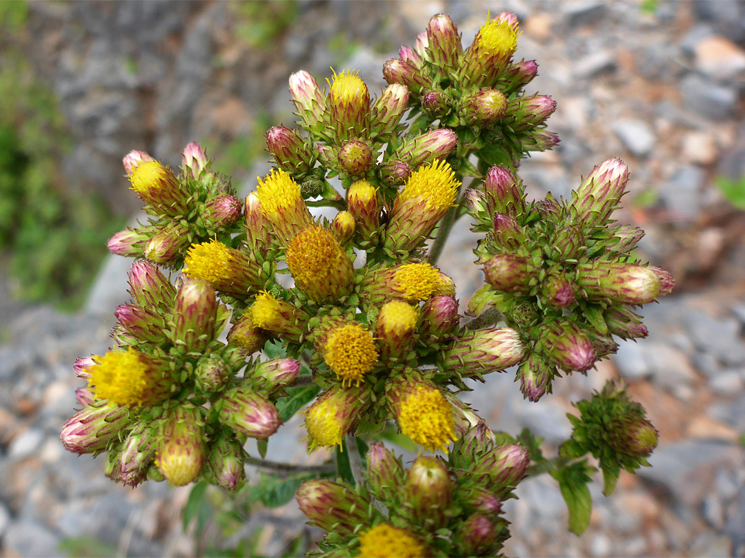 Ploughman's-spikenard