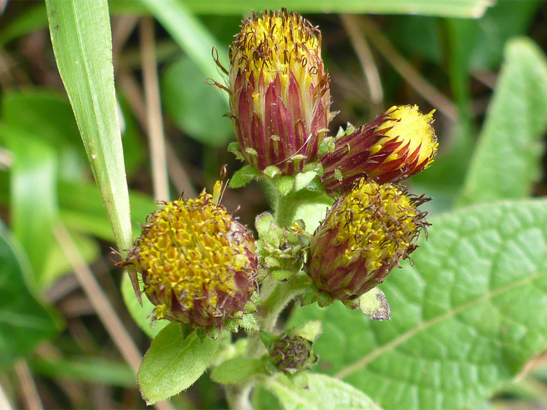 Four flowerheads