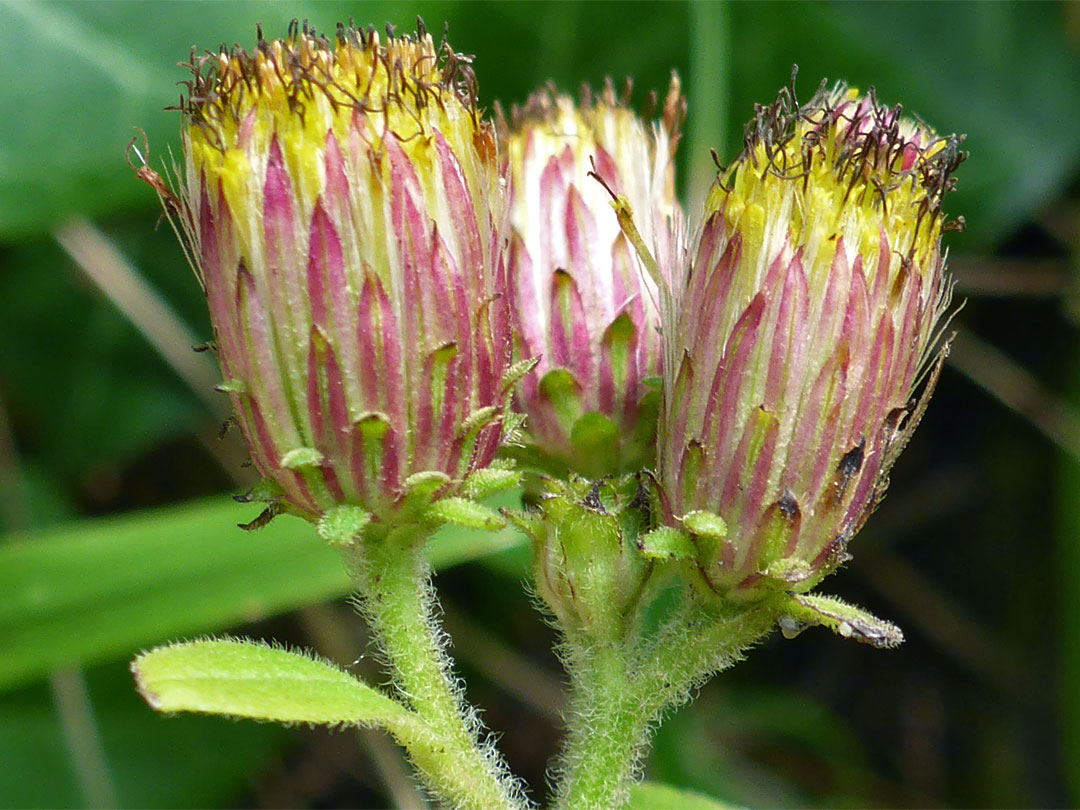 Phyllaries and florets