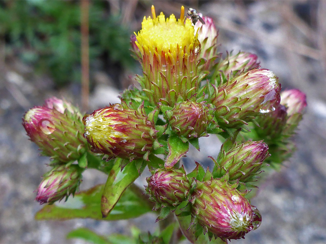 Ploughman's-spikenard