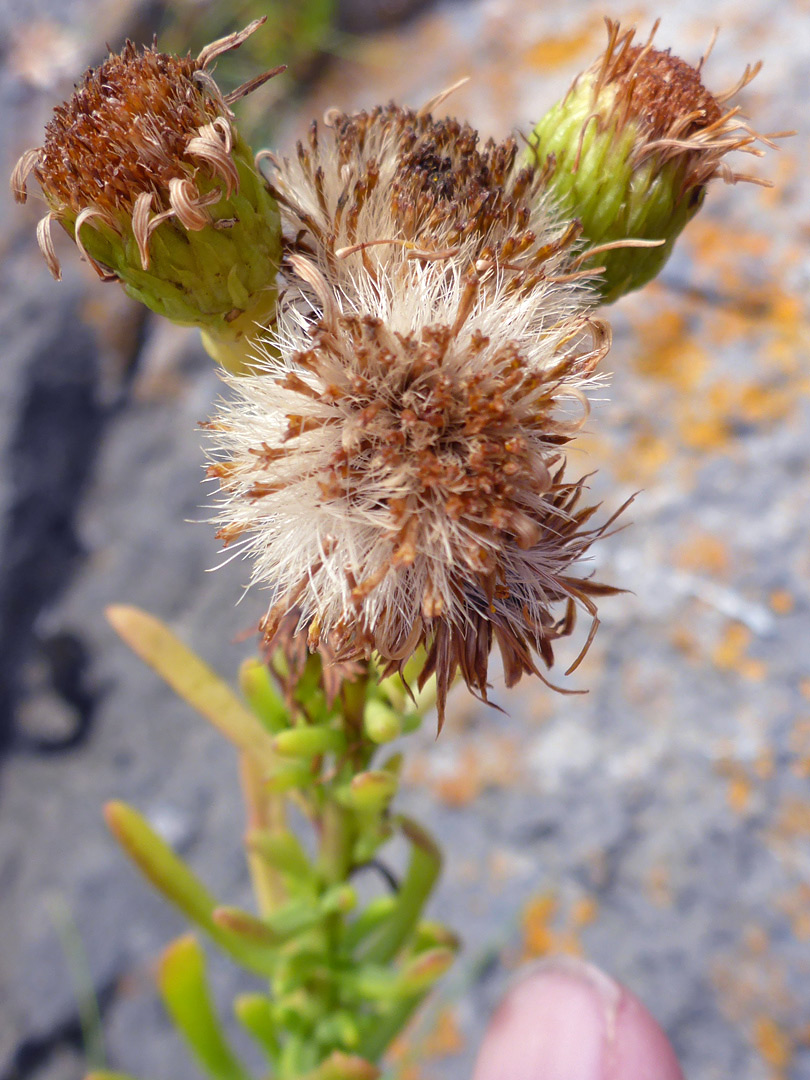 Withered flowerheads