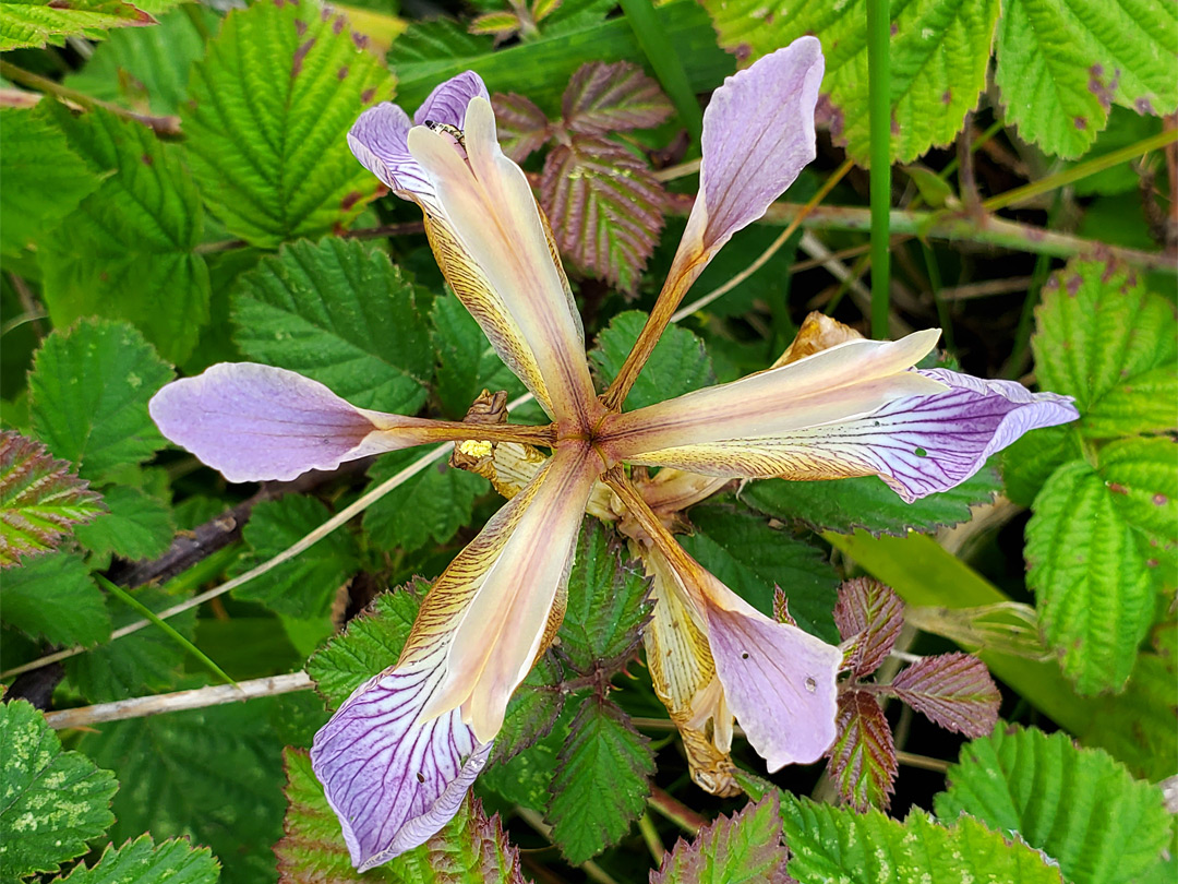 Veined sepals