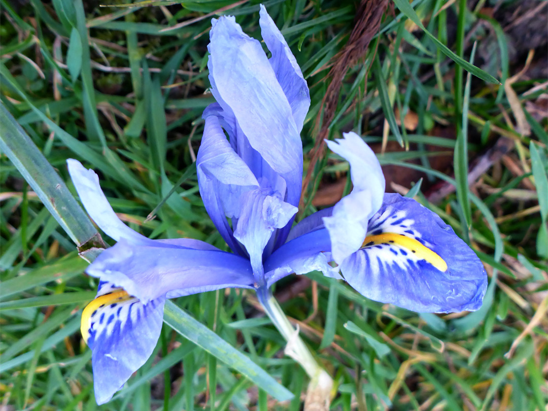 Blue flower