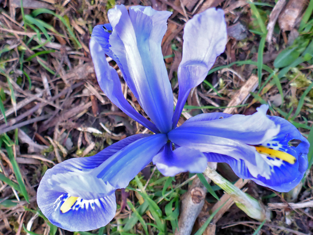 Petals and sepals