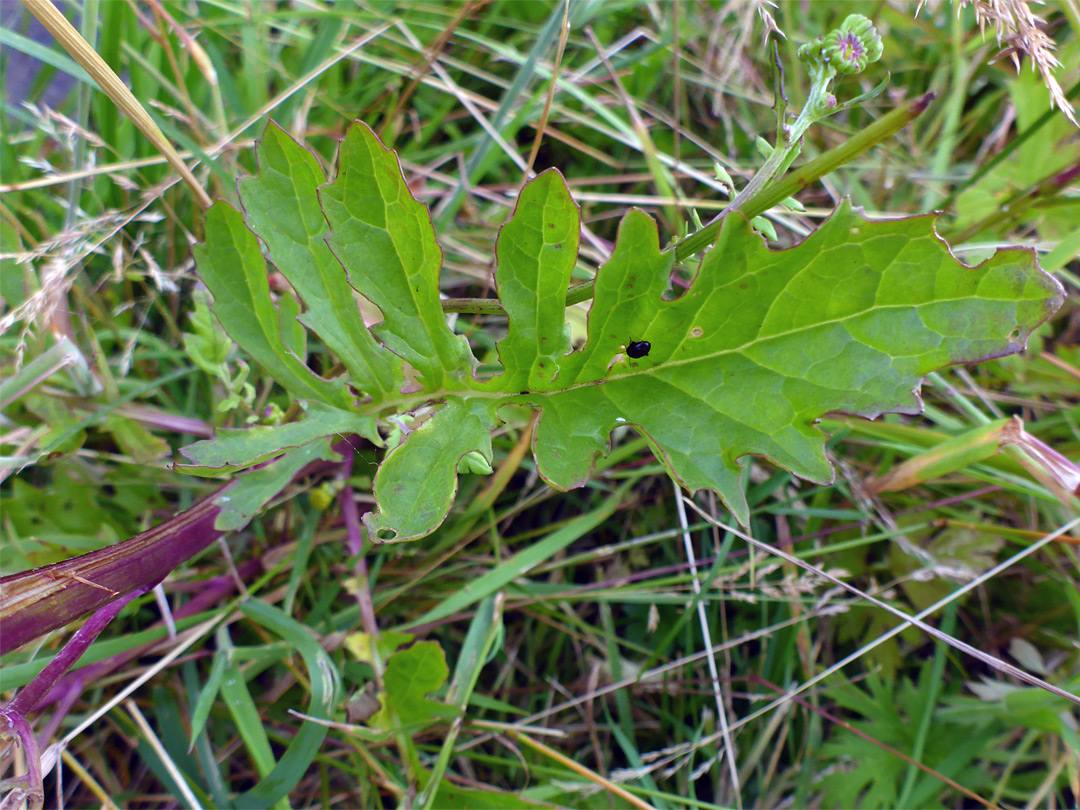 Lobed leaf