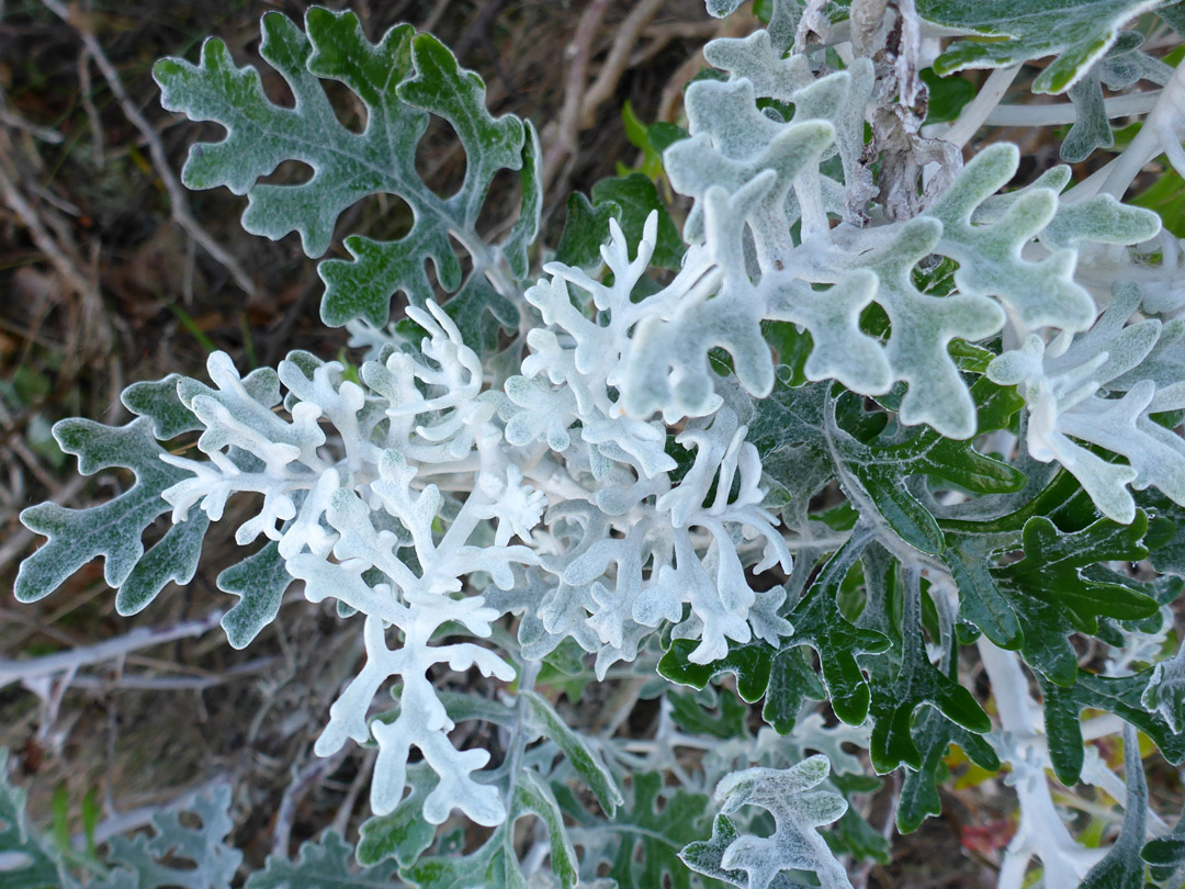 Lobed leaves