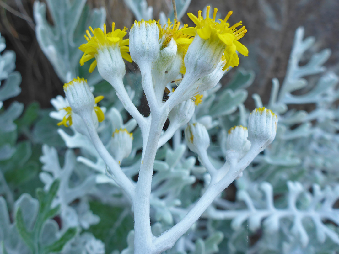 Hairy stems