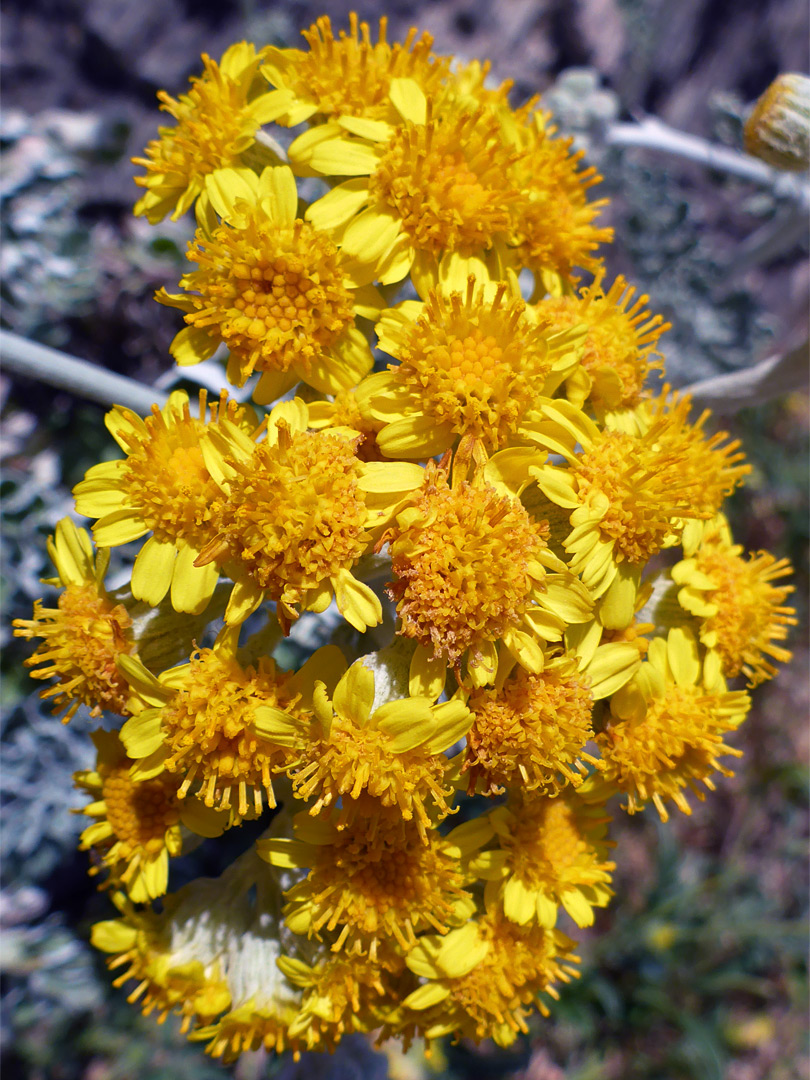 Silver ragwort