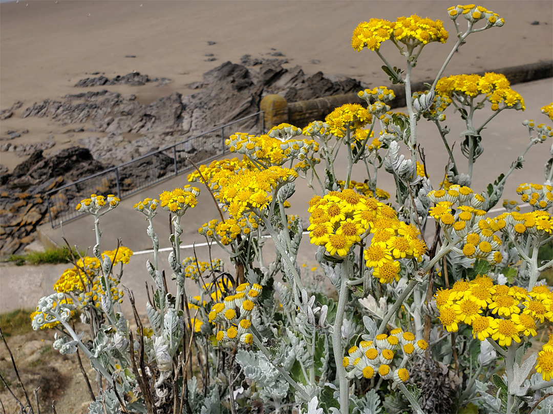 Flowering stems