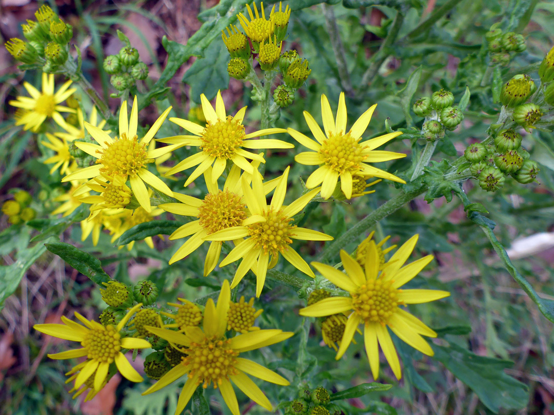 Yellow flowerheads