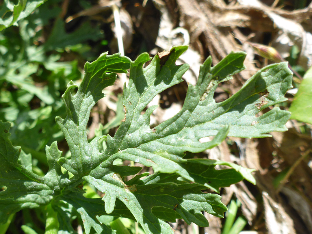 Lobed leaf