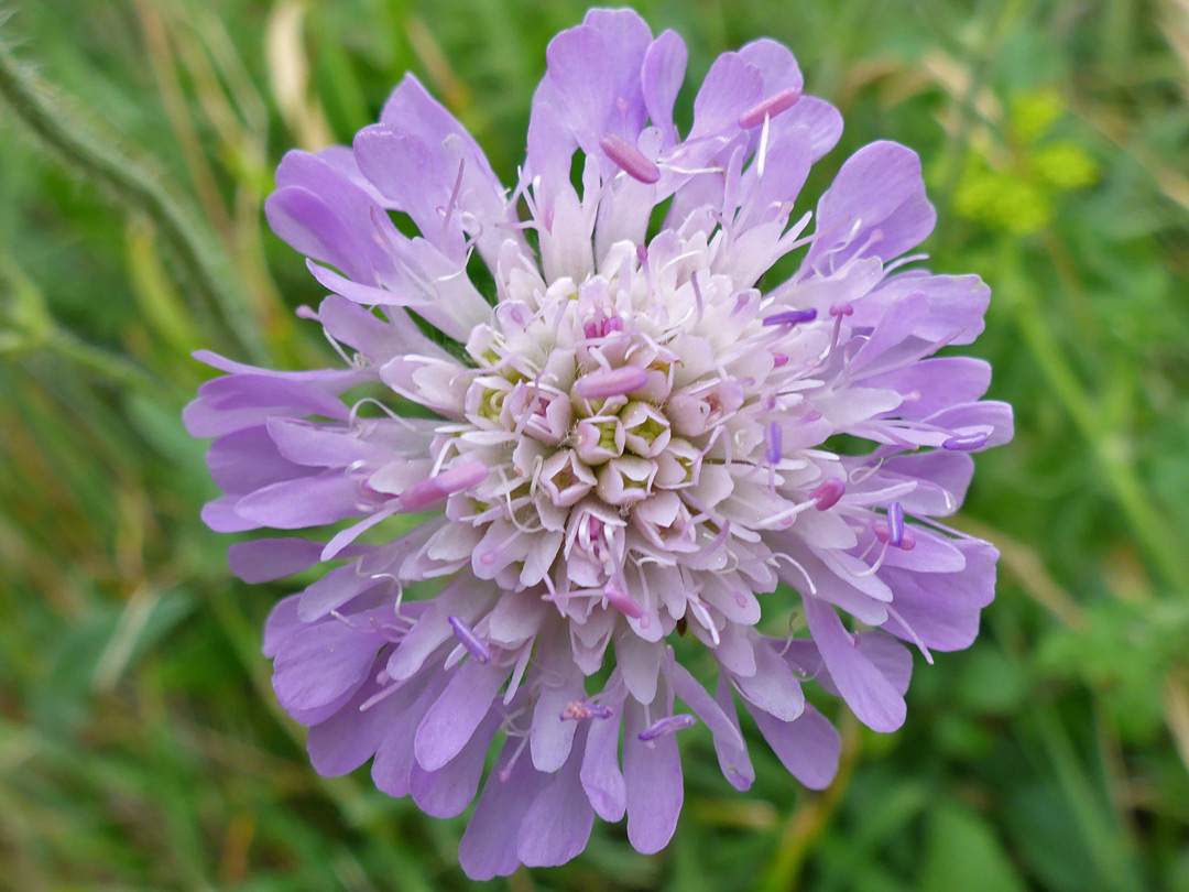 Pale purple flowers