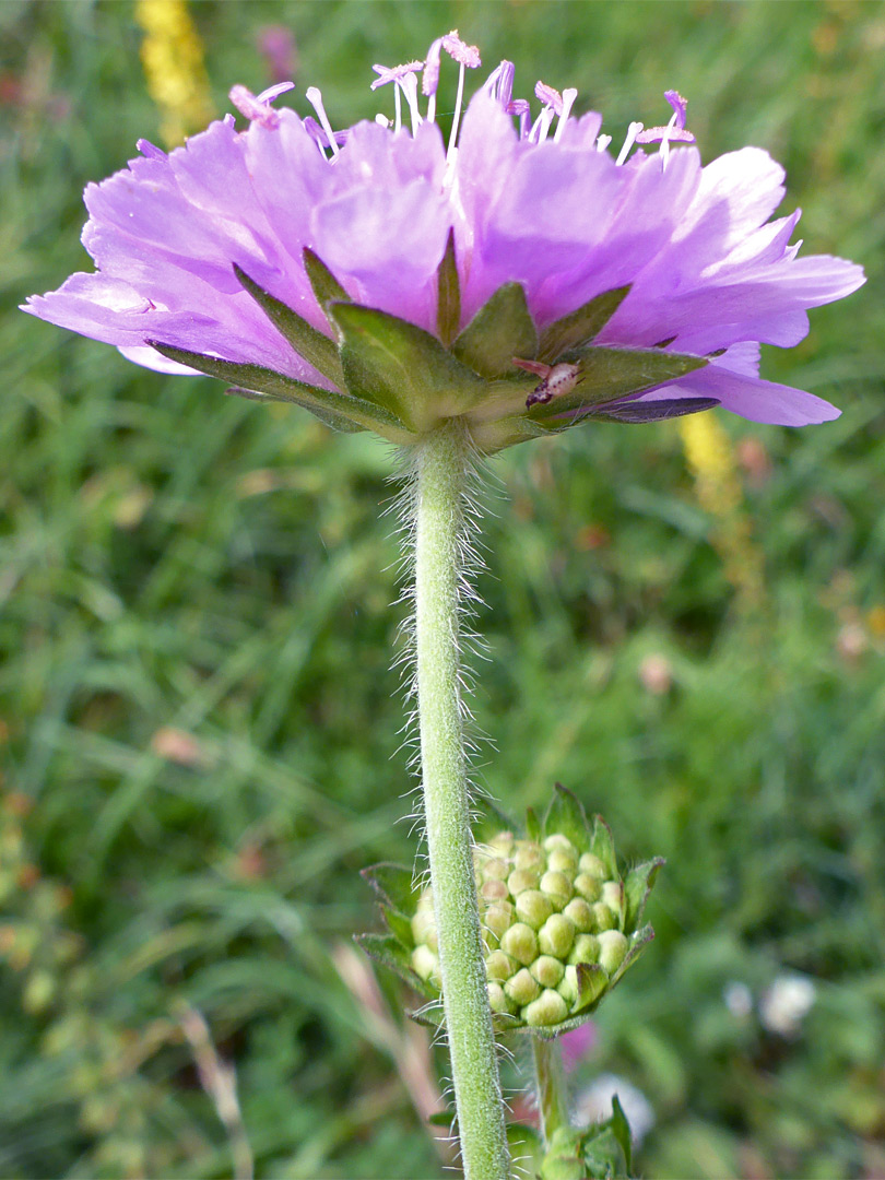 Hairy stem