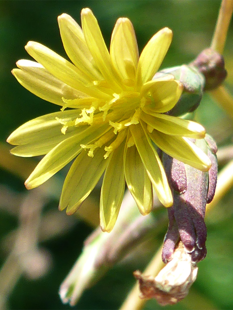 Yellow flowerhead