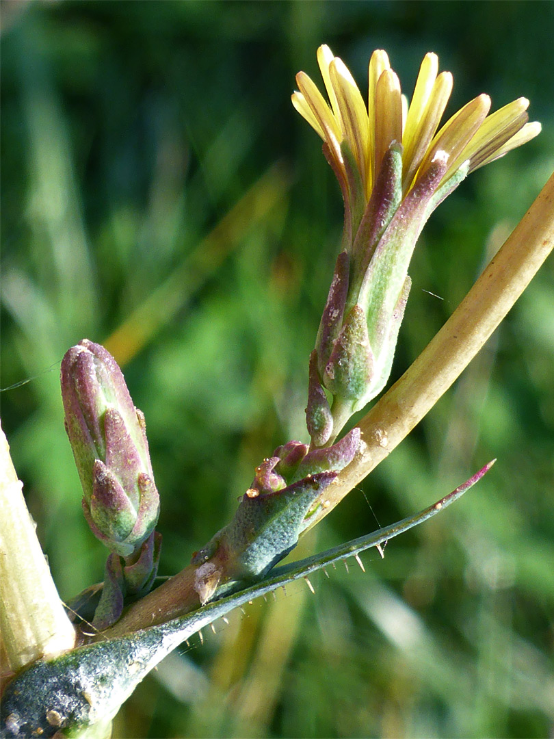 Narrow involucre