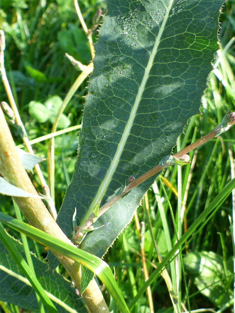 Sharp-toothed leaf