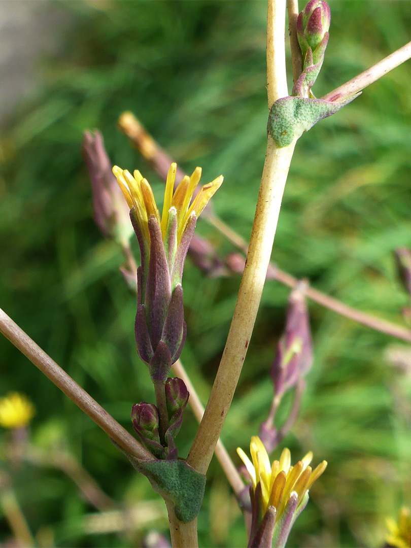 Flowerheads and buds