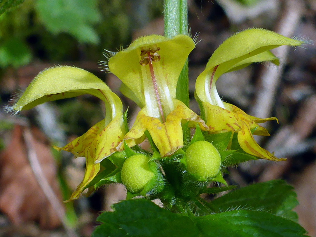 Three flowers