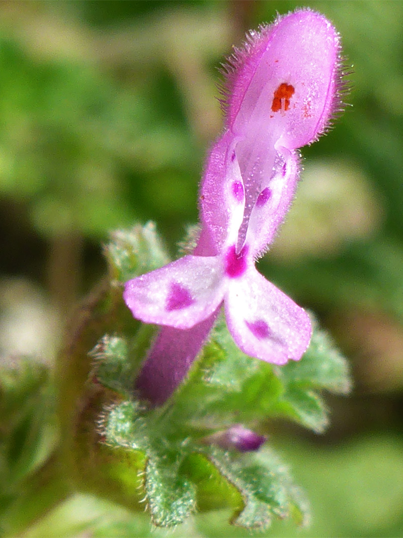 Elongated flower